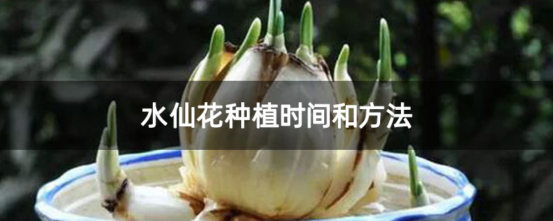 水仙花种植时间和方法