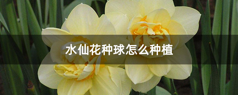 水仙花种球怎么种植