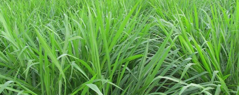 皇竹草种节什么时候收割