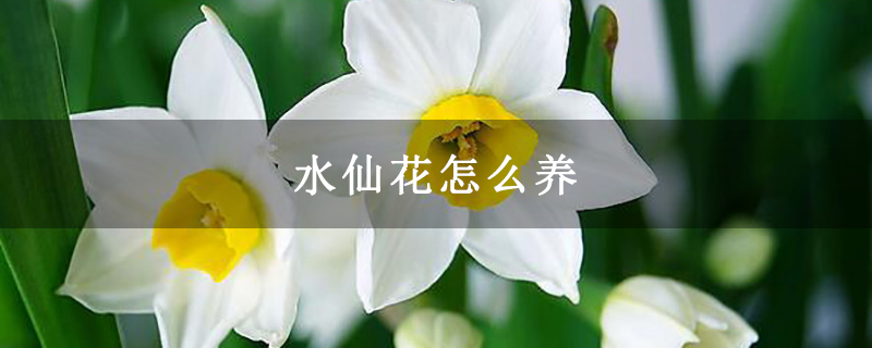 水仙花怎么养
