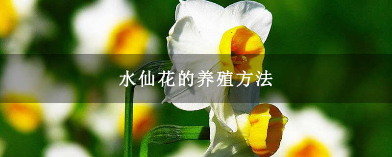 水仙花的养殖方法