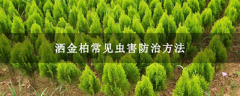 洒金柏常见虫害防治方法