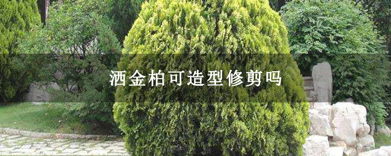 洒金柏可造型修剪吗