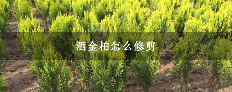 洒金柏怎么修剪