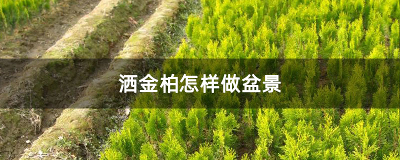 洒金柏怎样做盆景