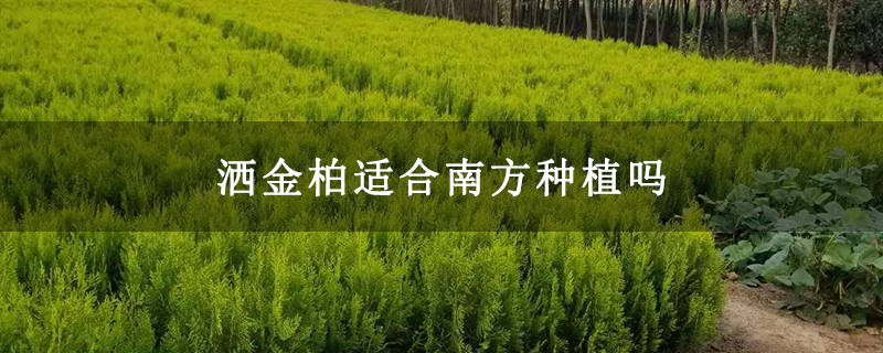 洒金柏适合南方种植吗