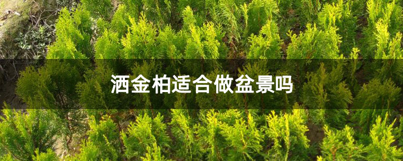 洒金柏适合做盆景吗