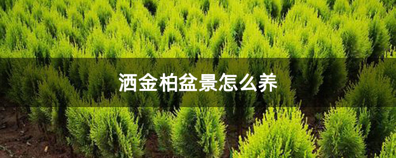 洒金柏盆景怎么养