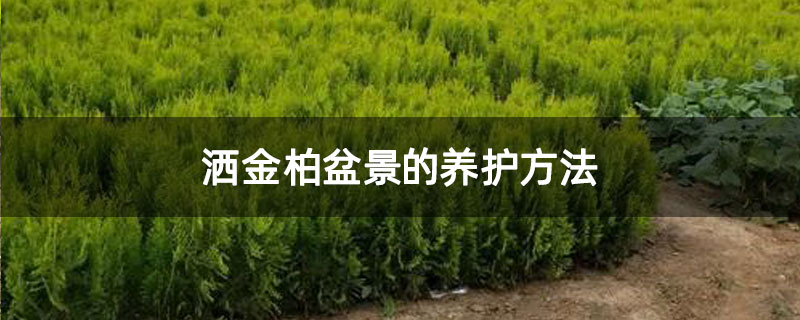 洒金柏盆景的养护方法