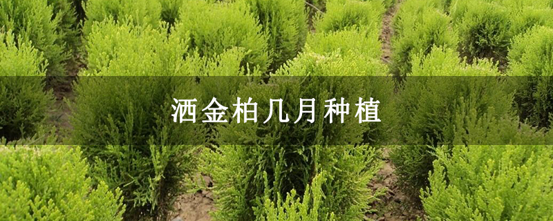 洒金柏几月种植