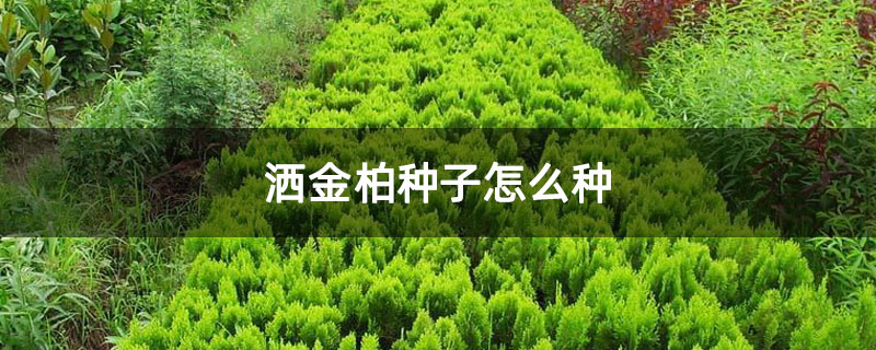 洒金柏种子怎么种