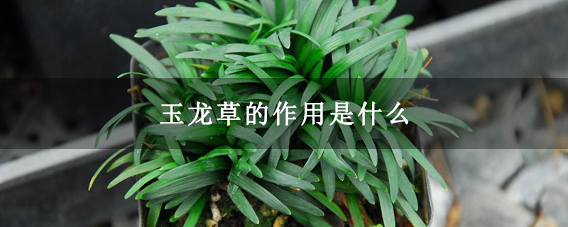 玉龙草的作用是什么