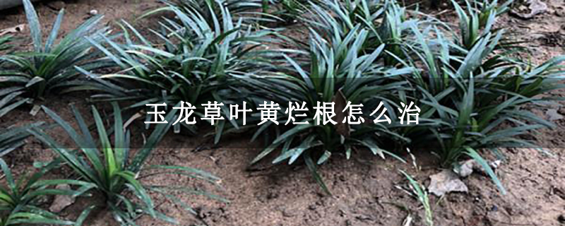 玉龙草叶黄烂根怎么治