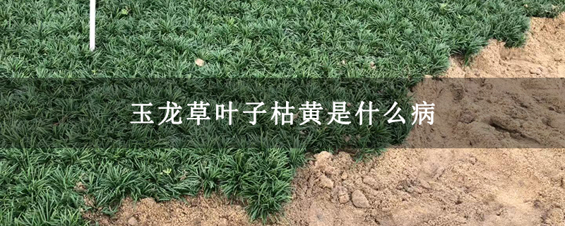 玉龙草叶子枯黄是什么病