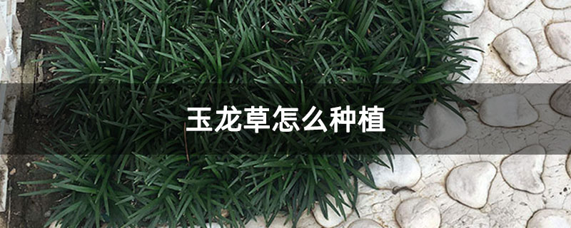 玉龙草怎么种植