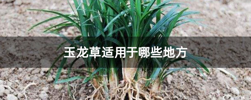 玉龙草适用于哪些地方