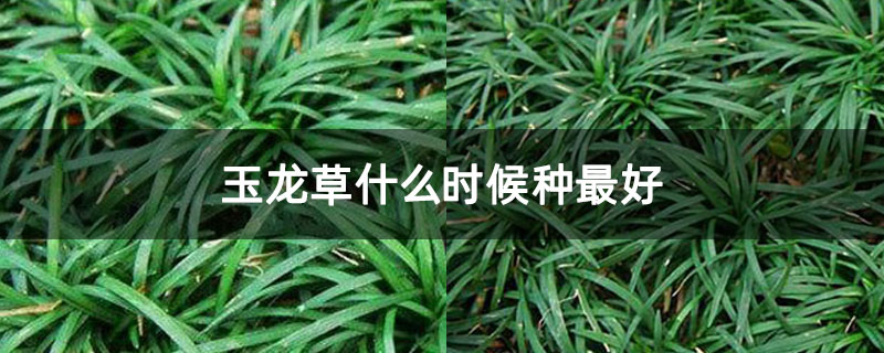 玉龙草什么时候种最好