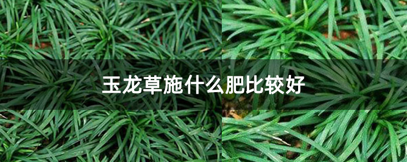 玉龙草施什么肥比较好