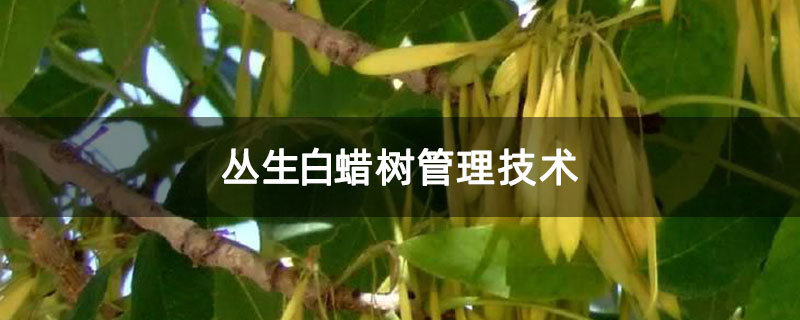 丛生白蜡树管理技术