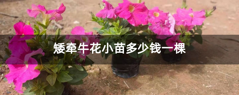 矮牵牛花小苗多少钱一棵