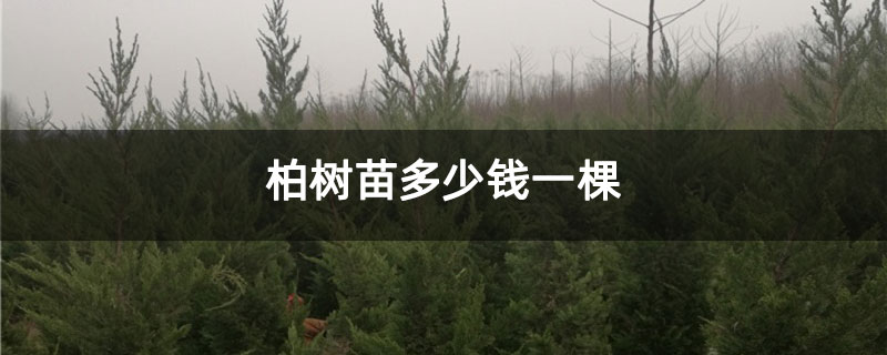 柏树苗多少钱一棵