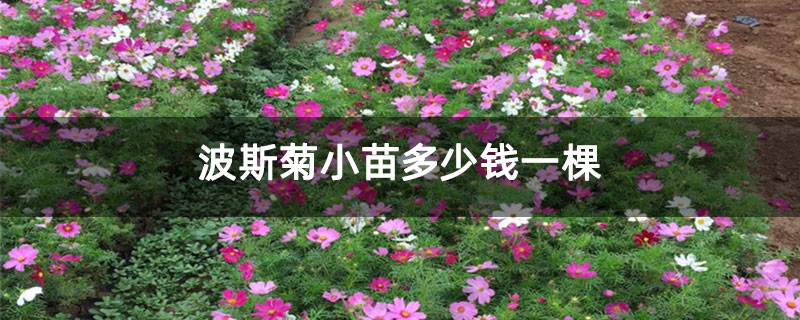 波斯菊小苗多少钱一棵 波斯菊小苗多少钱一棵
