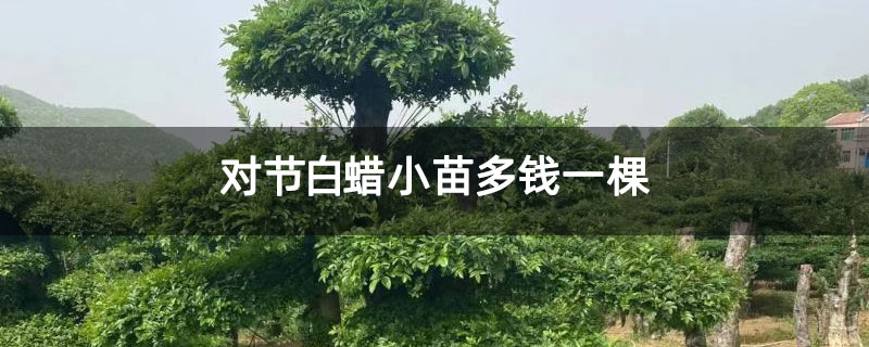 对节白蜡小苗多钱一棵 对节白蜡小苗多钱一棵