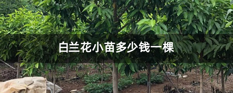 白兰花小苗多少钱一棵