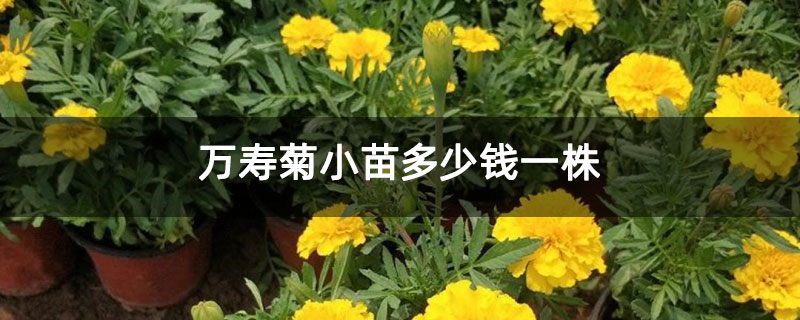 万寿菊小苗多少钱一株