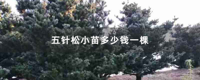 五针松小苗多少钱一棵