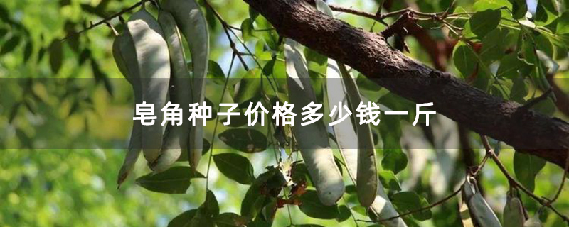 皂角种子价格多少钱一斤