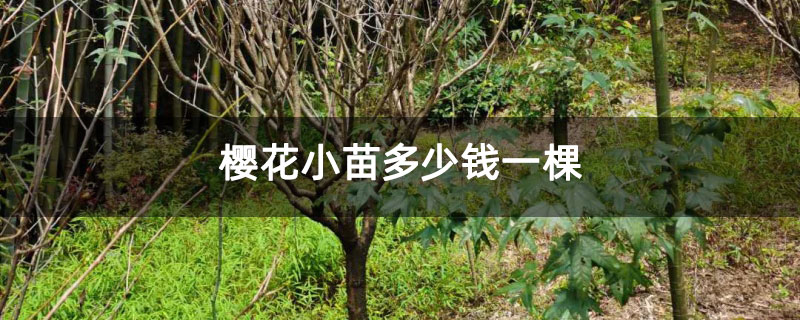 樱花小苗多少钱一棵
