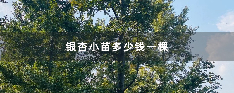 银杏小苗多少钱一棵