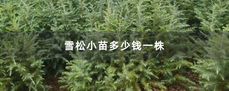 雪松小苗多少钱一株