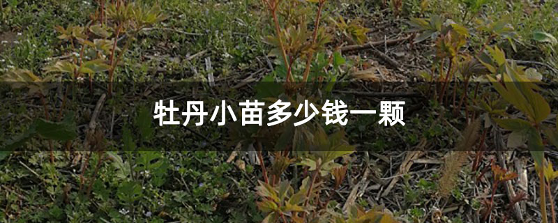 牡丹小苗多少钱一颗 牡丹小苗多少钱一颗