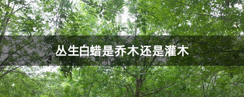 丛生白蜡是乔木还是灌木