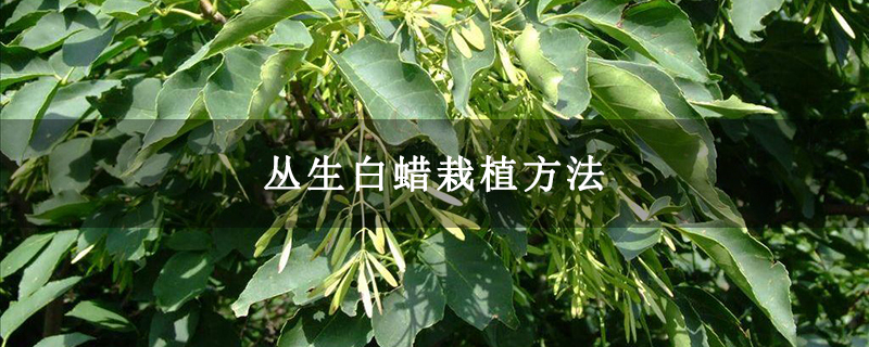 丛生白蜡栽植方法