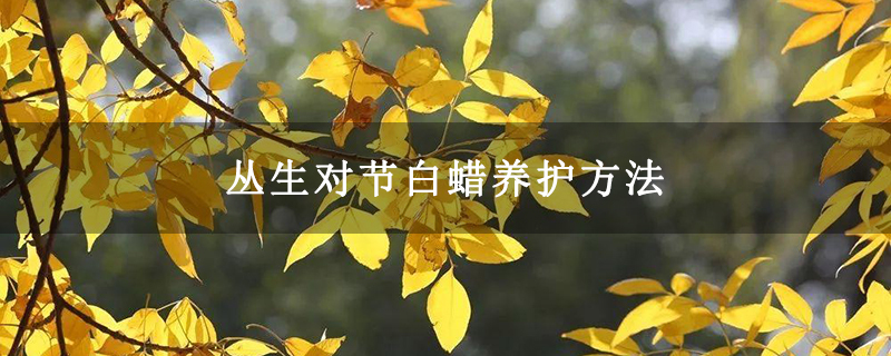 丛生对节白蜡养护方法