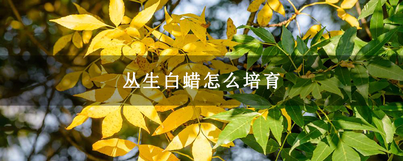 丛生白蜡怎么培育