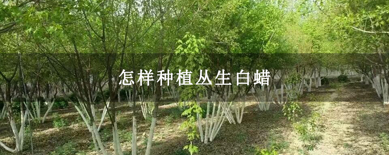 怎样种植丛生白蜡