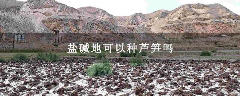 盐碱地可以种芦笋吗