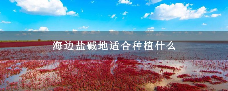 海边盐碱地适合种植什么