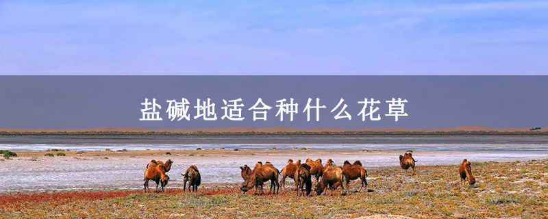 盐碱地适合种什么花草