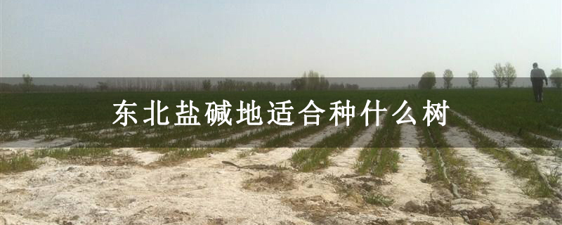 东北盐碱地适合种什么树