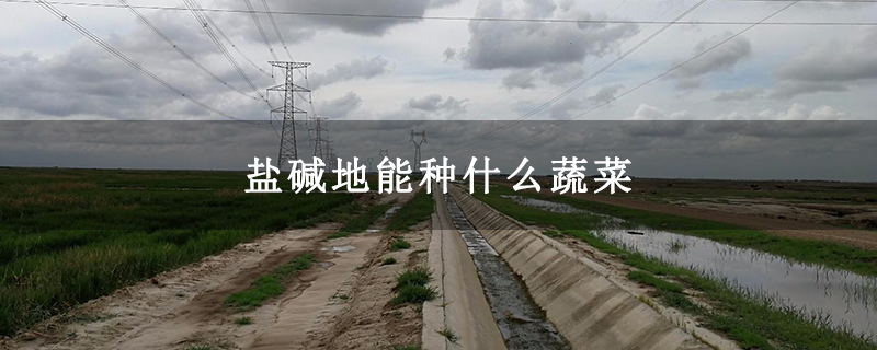 盐碱地能种什么蔬菜