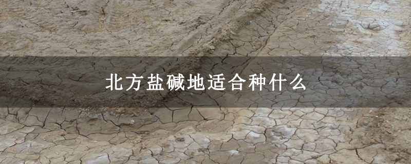 北方盐碱地适合种什么