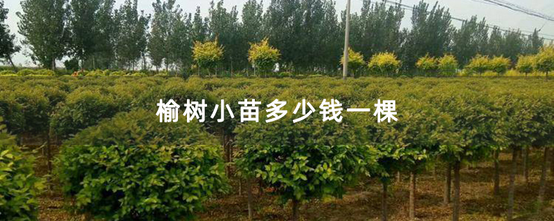榆树小苗多少钱一棵
