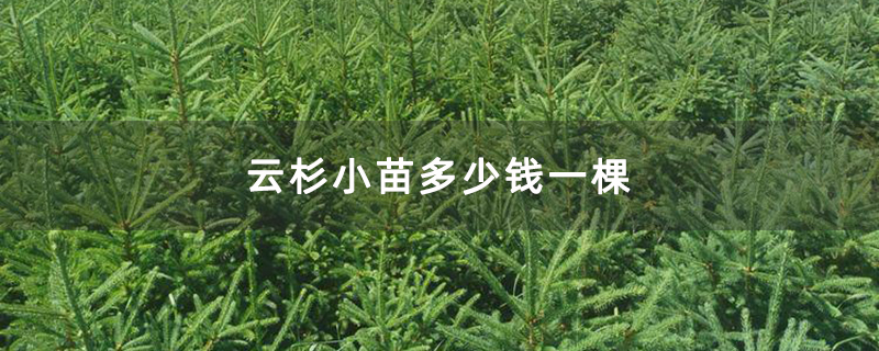 云杉小苗多少钱一棵