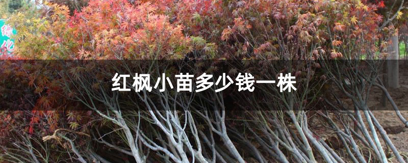 红枫小苗多少钱一株 红枫小苗多少钱一株
