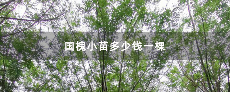 国槐小苗多少钱一棵
